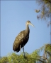 Florida;Everglades;Limpkin;Southeast-USA;one-animal;close-up;color-image;nobody;